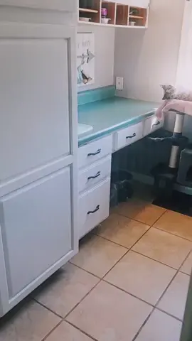 #siamese #catlife #lazyday #spreadlovenothate🦄🌈 #catsoftiktok #catvideos 