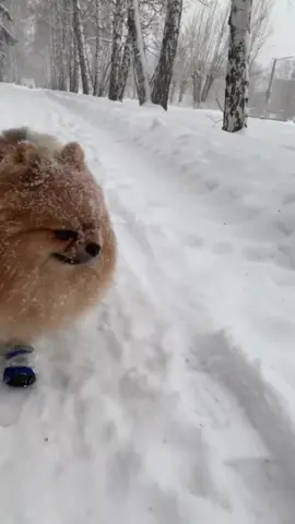 Snow time🥰😍🐶🐾 . . . 👉 For more posts follow ➡️ @puffy_pomeranians 👉 For more posts follow ➡️ @puffy_pomeranians  . . 👉 post from Instagram . #fyp #foryoupage   #foryou #pomeranian  #viral  #viralvideo  #tiktok  #funny  #dog #fun  #trending  #pomeriandogs #pomeranianspitz #doglife #doglove #hundeaufinstagram #hundeleben #hund #hunde #dogs #spitz #doglovers #dogofinstagram #seelenhund #funnydog #funnydogs #feelgood #spaß  