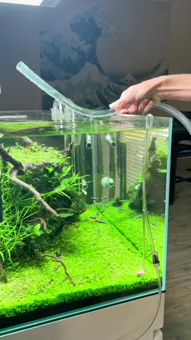Stop using your mouth to start the siphon. Insert the tube below the water, go up then back down quickly ##aquascape##plantedtank##aquarium##tiktok##fyp##oase##plantedaquarium##aquariumhobby##aquascaping##tropica##freshwateraquarium