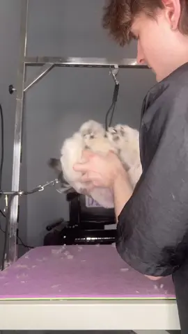 #shihtzu #doggrooming #dogs #dogsbylogan 