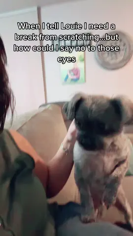 Just look at those eyes!  How could I say no?! #dog #dogs #cute #adorable #attention #funny #Love #fyp #trending 