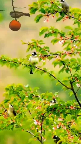 Tiếng chim trong vườn cây #CảnhĐẹpThiênNhiên 