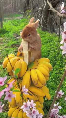 Em thỏ ăn chuối #tho #chuoi