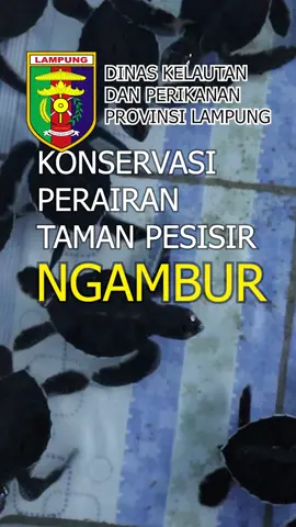 Konservasi Perairan Taman Pesisir Ngambur. Kawasan ini berlokasi di Pantai Pekon Muara Tembulih, Pekon Suka Negara, dan Pekon Gedung Cahya Kuningan, Kec. Ngambur, Kab. Pesisir Barat.  Terdapat 3 jenis Penyu di sini, yaitu: 1. Penyu Hijau (Chelonia Mydas) 2. Penyu Lekang (Lepidochelys Olivacea) 3. Penyu Sisik (Eretmochelys Imbricata) Sudah ribuan tukik ditetas dan lepas luar ke perairan, sejak tahun 2007. #lampung #ngambur #pesibar #provinsilampung #tukik #konservasi #terumbukarang #perikanan 