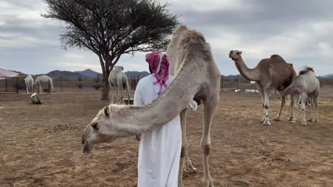 #اكسبلور #محمد_فطيس #محمد_بن_فطيس #الابل 🤍🤍