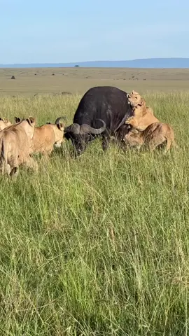 LIONESS HUNTING A BUFFALO  #fyp #samburu #wildrift #tiktok 