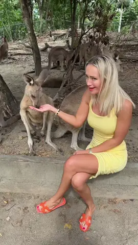 My new best friend 🦘✨#bestfriend #kangaroo #wildlife #australia #🇦🇺