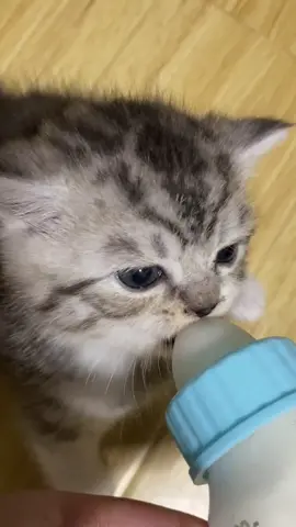 🍼😿 #fpy #cat #catsoftiktok #cattok #catlover #kitty #kittensoftiktok #petoftiktok #cute #funny #content #funnyvideos #babaycat #sillycat #foryou 