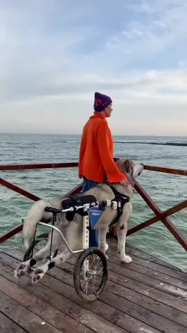 Hi guys!  My name is Balusha, I am an Alaskan Malamute on a wheelchair. My home town is an amazing city in Ukraine - Odessa. I am 7 years old and have not always been in a wheelchair. This happened to me last year, but I still live a full and happy life.  My mom created this page to inspire people to not leave their animals if they are in trouble.  We would love to share with you some important moments of our life as well as some parts of our everyday routine. We have fun, socialize, go through difficulties together and enjoy every given day. What we have here is sea, sunrises and sunsets, but most importantly - unconditional love for each other. We would be happy to start a friendship with you☺️❤️ @Walkin’ Pets  #hugedog #bigdog #malamutbalu #ivddawareness #ivddsupportgroup #dogsofinstagram #walkinwheels #disableddogsofinstagram #dogonwheels #wheeliedog #handicappeddog #happydog #ivddsucks #ivddsurvivor #ivdd #ivddrecovery #ivdddog #paralyzeddogsofinstagram #paralyzeddog #alaskanmalamute #my-dog #mydogmylife #dogonthebeach