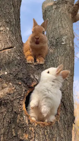 #rabbit #cute