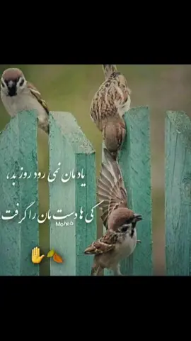 الله متعال نصیب کنه یک چند برما کرد ده چند برش میکنیم 🤚