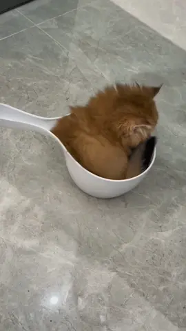Little 🐱 #kitty #kitten #foryou #kittensoftiktok #cutekitten #cute#lovely #catlover #lover #foryoupage #orangecat