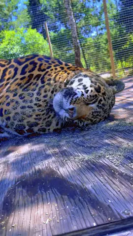 Tank really loves catnip 😂 #NOTpets #jaguar #jag #tank #teamtank #bigcat #bigcats #cat #cats #catnip #wow #cute #funny #lol #adorable #amazing #animal #animals #fl #florida #fyp 