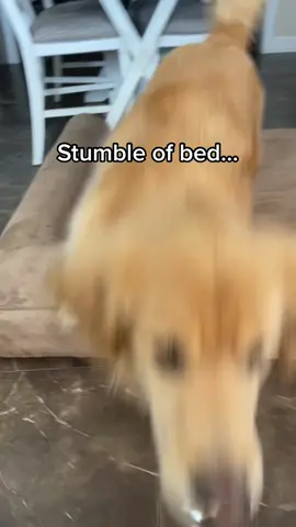 How fair is this? #PetsOfTikTok #goldenretriever #fyp #dog #singingdog #9to5 #dogsoftiktok #deprived #puppytiktok #funnydog 