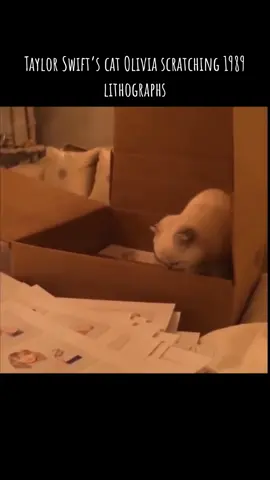 Taylor Swift’s cat olivia scratching the 1989 lithographs #taylorswift #swifttok #swiftie #swifttoker #swiftietiktok #taylorswifttok #taylurking #swiftliketaylor #catsoftiktok #taylorswiftedit #1989 