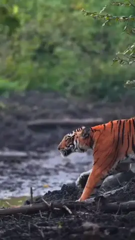learn how to survive alone,🪶🦉. . . . . #quotes #tiger #motivation #foryoupage #mindset #lonewolfmotivation2 #owl.711 #fyp #usa #brazil #motivational #foryou #eidkikhushiyan #trendingvideo #lion #bigcat #mindordering 