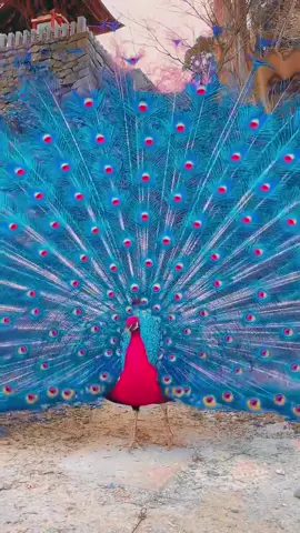 Daa'uus La Moodyeey‼️ #dhugmaallyrics #som #somtiktok #Somalia #Ethiopia #military #army #armies #chad #sudan #sudanese_tiktok #mali #puntlander🇸🇱tiktok #puntlander🇸🇱 #kenyantiktok #trend #trendy #trending #africatiktok #foryoupage #fypシ #fypシ゚viral #africa #fypage #muqdisho #somalitiktok #somali #soomaaliya #foryourpage #tiktoker #africa #fypage #Ethiopia #foryou #sudanese_tiktok #arab #ArabTikTok  #soomaaliya #hargaysa #somalitiktok #tiktoker #foryourpage #foryoupage #foryou #fypdongggggggg #fypシ゚viral #fypage #fypシ #fy #africatiktok #lyrics #songs #somali 