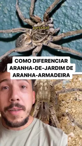 VOCÊ SABE A DIFERENÇA ENTRE ARANHA-DE-JARDIM E ARANHA ARMADEIRA? 🕷️😳 Ambas possuem veneno para pegar suas presas, porém o veneno da aranha-armadeira é perigoso para humanos, pois é neurotóxico e necrosante. O veneno da aranha-de-jardim costuma causar apenas reações alérgicas locais e não necrosa os tecidos.  E lembrem-se… Independentemente da espécie de aranha que você encontrar respeite o animal, evite manipular e na dúvida chame um profissional especializado.  #aranhas #saude #saúde #casadecampo #natureza #viagem #viajar #bio #zoo #zoologia #biologia #animais #bichos