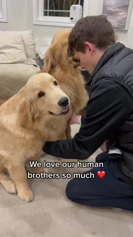 The brothers with their brothers 🥺 the four luckiest boys to have each other #brothers #BestFriends #goldenretrievers 