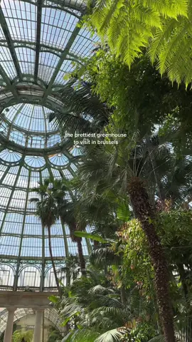 what to not miss in brussels 🌴🕊️🤍 #brussels #brusselspot #brusselshotspots #brusselshotspot #brusselspots #belgium🇧🇪 #belgiumtiktok #dateideas #visitbrussels #fyp #voorjou #pourtoi 