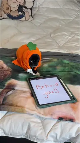 Open The Noor Puddin 😂 #1jolly1 #dogs #PetsOfTikTok #fyp #foryoupage 