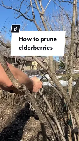 Want to grow some elderberries? Pruning them in the early spring will help promote healthy growth. Here's the steps that I follow: 1) Prune just as the buds are forming 2) Remove any dead portions  3) Remove any crossing/rubbing branches 4) Shorten any spindly growth to keep the branches strong once it sets fruit (I ran out of time to include this tip, sorry!) I'm lucky in that we have TONS of elderberries growing wild on our property, but you can plant them, too! It's best to grow them from cuttings and ideally, from someone local.  Are you growing elderberries this year? #elderberry #elderberries #pruning #pruningseason #gardeningtips 