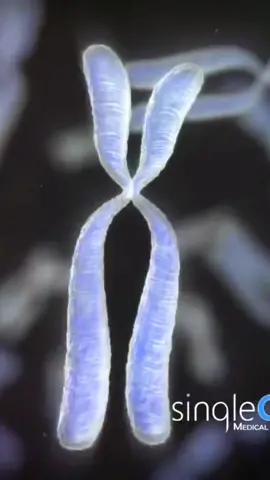 🧬 Os cromossomos são constituídos pelo DNA materno e paterno. Desse modo, compõem o genoma humano  com seus 23 pares de cromossomos, sendo que, o 23º é o que determina (de forma biológica) o sexo masculino ou feminino. À medida que uma célula se divide durante a fertilização, os cromossomos se dividem com elas, enviando uma cópia de cada fita de DNA para o lado oposto. 🙃💜 #cromossomo #dna #divisaocelular #ciencia #biomedicina #saude #biomedicatiktok 
