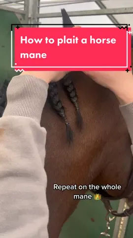 Get Jerrys plaits ready with us for bluechip 👌🏼🤍 #madoghillgoronwy #jerry #plaitingbands #plaitingtutorial #horsemane 