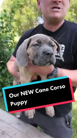 Meet Xena Our NEW Cane Corso Puppy #dog #dogs #puppy #canecorso #canecorsopuppy #doglover #fyp 