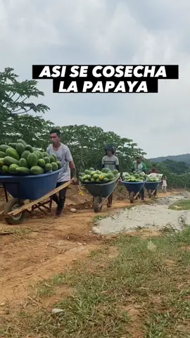 Ya sabias como es el proceso para cosechar la papaya? 😊 te cuento 👆 mañana les mostrare el proceso de selección y lavado que realizan en la zona de poscosecha o como ellos le llaman el Canbuyón #papaya #parati #campo #elbambis 