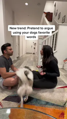 New trend: Pretend to argue using your dogs favorite words 🐶😂 #funnydog #smartdog #dogs #dogchallenge #doglover 