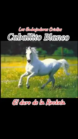 Caballito blanco de los embajadores Criollos #caballito #criollosperuanos #embajadorescriollos 