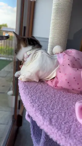 My movie star giving main character vibes 🥰 #mykitten #moviestar #catsoftiktok 