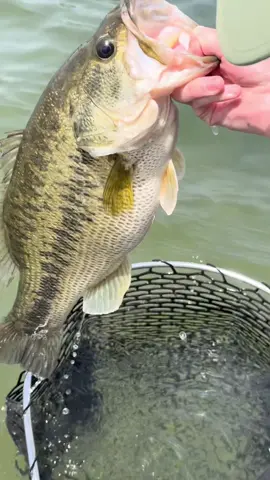 The land of the rising sun ⛩️ 🌅  #fish #fishing #japan #jetreef #bass