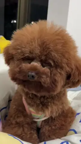 Tịnh Tâm nào #pet #bunquystoc #cute #thucung #poodle 