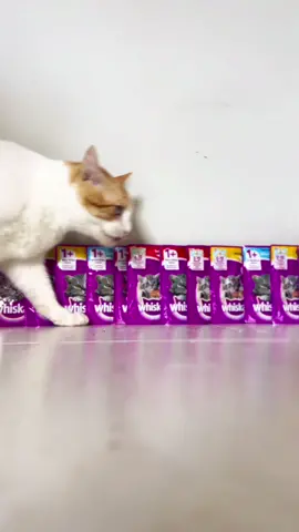 Gataiada, oferecer alimento úmido diariamente é essencial para a saúde dos nossos gatinhos. Os sachês WHISKAS® são um dos nossos maiores aliados para manter a hidratação e nutrição dos nossos gatinhos. Além de serem alimentos 100% completos e balanceados, pois WHISKAS® desenvolve seus produtos com base na ciência do Centro de Pesquisas WALTHAM®, a maior autoridade mundial no cuidado, nutrição e bem-estar dos animais de estimação.   @whiskas_brasil 💜 #whiskas #publicidade #alimenteacuriosidade #gato #gatos #pet 
