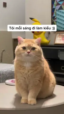 Ngáp đến 5h30 chiều🥲🥲🥲#meo #meocondangyeu #meongu #xuhuong 