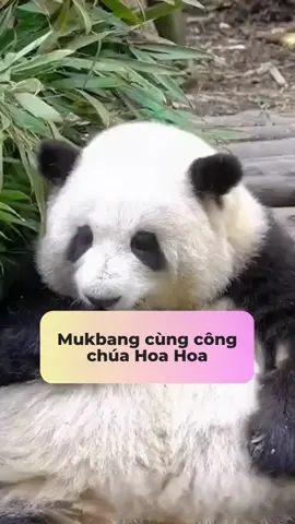 Nhìn em ăn ngon chưa kìa.  Em bé Hoa Hoa (Hua Hua) là gấu trúc ở Thành Đô nha, bé nổi tiếng mập mạp đáng yêu, dễ cưng lắmmmm. Em bé này nổi tiếng ngoan ngoãn, là một trong số ít gấu trúc cho phép mọi người tiếp cận (bé sinh năm 2020). Bé ăn chậm lắm nên bị mấy bạn khác giành thức ăn, nhưng được cái bé ăn nhiều nên mũm mỉm dị đó. Cưng ghế!!! #amm #tiktok #pandahuahua #panda #pandayaya #yaya #huahua #gautruccute