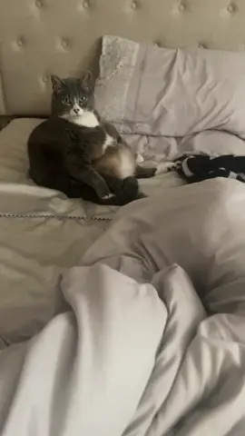 my chunky baby cracks me up #fatcat #catsoftiktok 