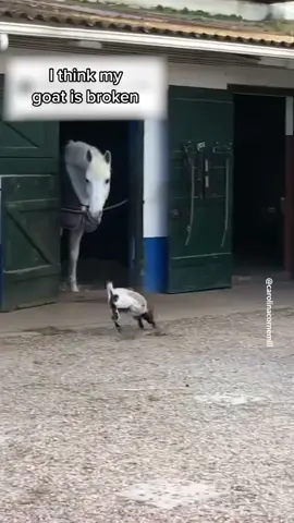 The Michael Scott of goats 🐐 #goat #theoffice #parkour 