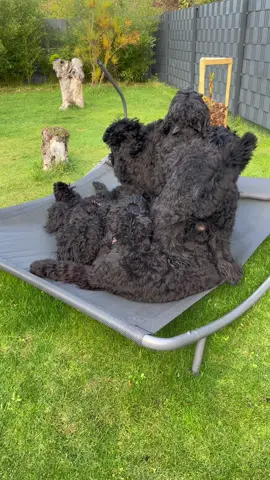 Kennel 𝐁𝐥𝐚𝐜𝐤 𝐁𝐚𝐫𝐮𝐧𝐢𝐭𝐚 💞  Schwarzer Russischer Terrier  #blackbarunita#brt#schwarzerrussischerterrier#blackrussianterriers#blackrussianterriersofinstagram#blackrussianterrier#russianterrier#dogsofinstagram#doglover#bigdogs