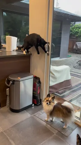 Cat opens door for dog 🐈‍⬛ 🐶 #pets #PetsOfTikTok #petlife #dogandcat #catanddog #smartcat #blackcatsrule 