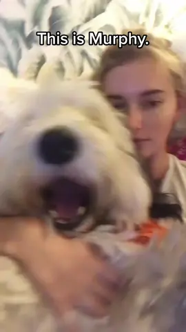Whoever tells you not to get a dog in your 20s is giving u bad advice. This is my soul mate 