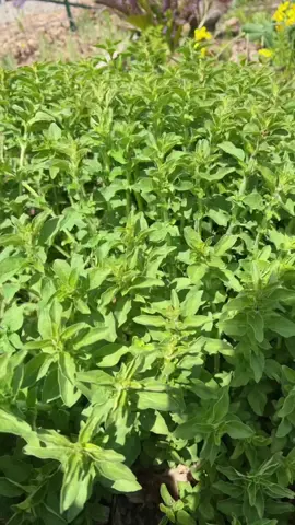 Something to keep in mind if you’re growing Oregano this year 💚 #growyourownfood #oregano #gardening 