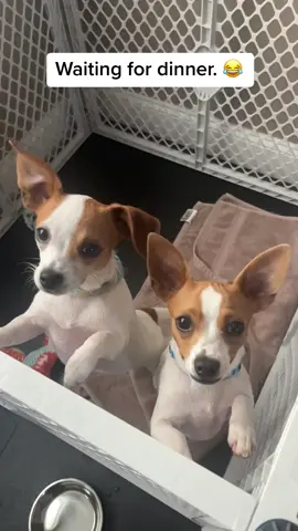 Dinner time #southernbelle #tennessee #puppybreath #chihuahuasoftiktock #bridgerandbodie 