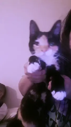 No eres mi ex no eres mi nada!!  Para el michi que me gosteó 😝👻 #cat #tricolor #gatostiktok #calico #kitty #gatita #noeresmiex #noeresminada #viral l