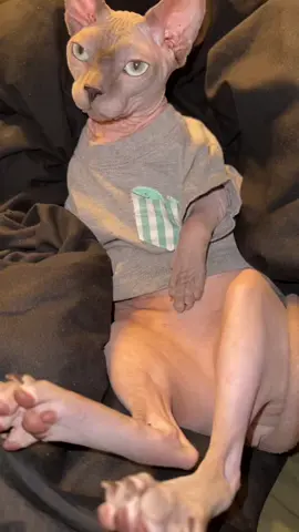 Just call him daddy long legs #sphynx #sphynxcat #sphynxoftiktok #cats #catsoftiktok #catslovers #cutecats #dance #pets #petsdancing #PetsOfTikTok 