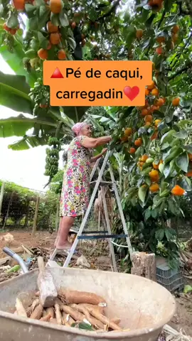 Vocês já viram um pé de caqui tão carregado?♥️🤤 #Crédito @mara.smatos   #casadevovó  #caqui  #casaderoça  #tododebom  #quedelicia  #vovó  #coiasderoça  #vidanaroça❤🐄🐜🌱🌵🌞🌽🐎🍃  #natureza  #plantacaodecaqui  #peguaria  #serragaucha  #agruculturaoficialminasgerais #minas4you #cidadesdeminas #minasgerais #interiordeminas #roça #agro #coisasboas #viagem #minasilove #agrobrasil #guaxupé #mg #delícias 