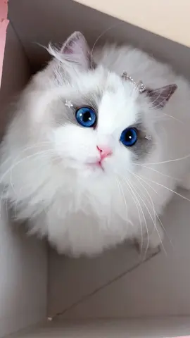 #ragdoll #cat I dare say that no daughter can refuse this gift