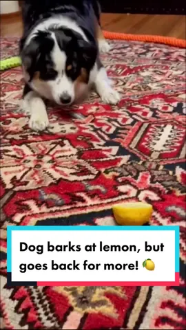A young dog with an adventurous palate seemed to reach her limit when presented with half a lemon. Video showed her barking at the bitter fruit as if it’s posing a threat, while still going back for more! #dogsoftiktok #dogs #dog #lemon 